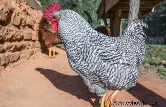 Razas de pollos mascotas conocidas por ser amistosas y dóciles