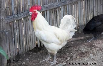 Razas de pollos mascotas conocidas por ser amistosas y dóciles