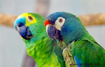 Cuidado de mascotas para loros