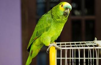 Cuidado de mascotas para loros