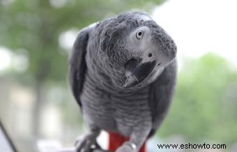 Cuidado de mascotas para loros