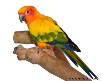 Dieta, comportamiento y cuidado de las mascotas Sun Conure