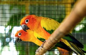 Dieta, comportamiento y cuidado de las mascotas Sun Conure