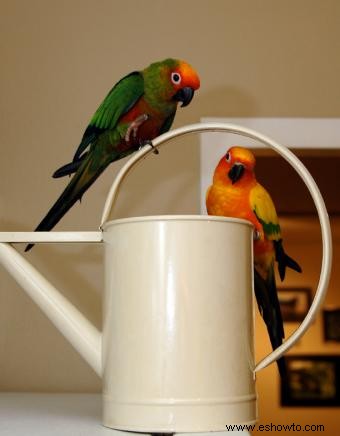 Dieta, comportamiento y cuidado de las mascotas Sun Conure