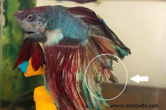 6 enfermedades y tratamientos más comunes de los peces betta