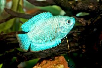 20 peces tropicales populares para agregar a su acuario
