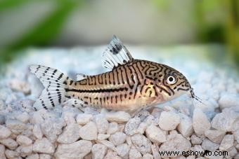 20 peces tropicales populares para agregar a su acuario