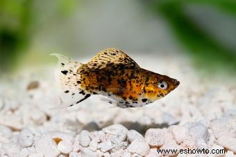 20 peces tropicales populares para agregar a su acuario