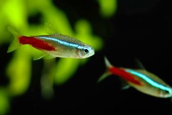 20 peces tropicales populares para agregar a su acuario