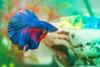 20 peces tropicales populares para agregar a su acuario