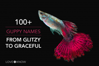 Más de 100 nombres de guppy, de deslumbrantes a elegantes