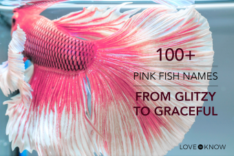 Más de 100 nombres de peces rosados, de dulces a vibrantes