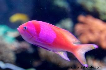 Más de 100 nombres de peces rosados, de dulces a vibrantes