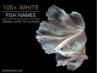 Más de 100 nombres de peces blancos, de lindos a inteligentes