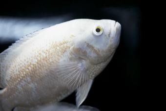 Más de 100 nombres de peces blancos, de lindos a inteligentes