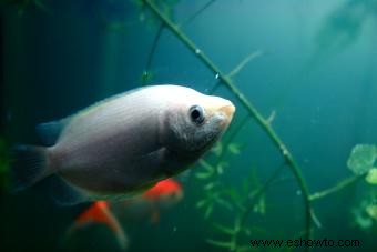 Más de 100 nombres de peces blancos, de lindos a inteligentes