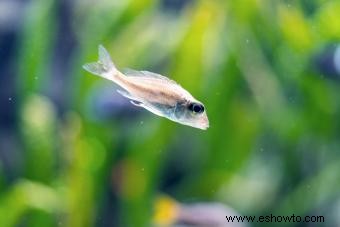 Más de 100 nombres de peces blancos, de lindos a inteligentes