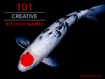101 nombres creativos de peces koi