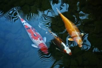 101 nombres creativos de peces koi