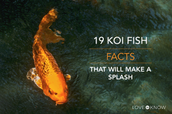 19 datos sobre los peces koi que causarán sensación