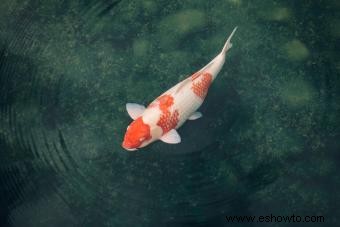 19 datos sobre los peces koi que causarán sensación