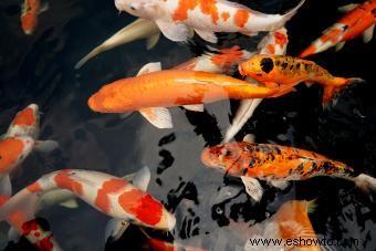 19 datos sobre los peces koi que causarán sensación