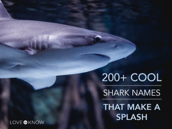 Más de 200 nombres geniales de tiburones que causan sensación