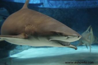 Más de 200 nombres geniales de tiburones que causan sensación