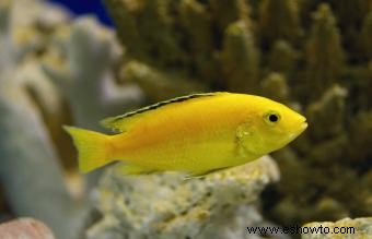 Más de 75 nombres de peces amarillos para tu vibrante mascota