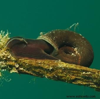 Tipos de caracoles de acuario