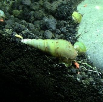 Tipos de caracoles de acuario