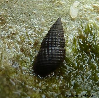 Tipos de caracoles de acuario