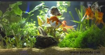 Plantas de peces Betta:15 opciones seguras que les encantarán