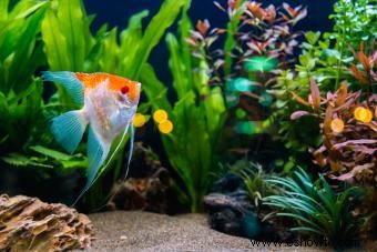 Plantas de peces Betta:15 opciones seguras que les encantarán