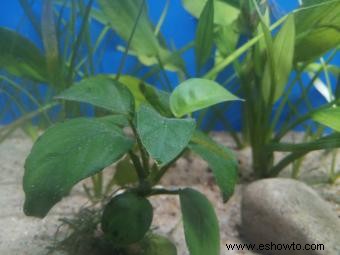 Plantas de peces Betta:15 opciones seguras que les encantarán