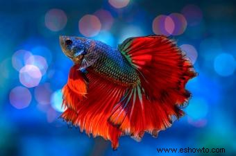 Betta Flaring:lo que significa y lo que debes saber