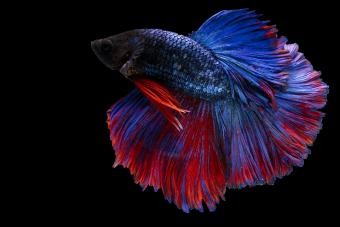 Betta Flaring:lo que significa y lo que debes saber