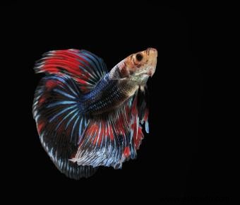 Betta Flaring:lo que significa y lo que debes saber