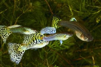 Cría de guppies elegantes