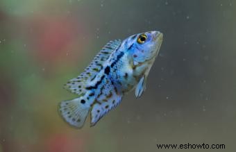 Cuidado de peces carnívoros para mascotas