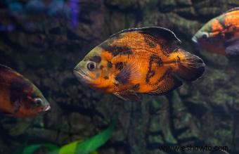 Cuidado de peces carnívoros para mascotas