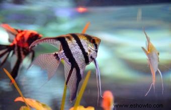 Cuidado de peces carnívoros para mascotas