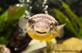 Cuidado de peces carnívoros para mascotas