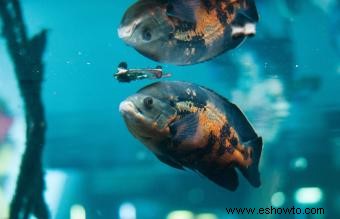 Cuidado de peces carnívoros para mascotas