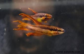 Cuidado de peces carnívoros para mascotas