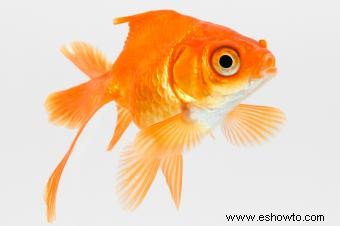 Colores comunes de peces dorados