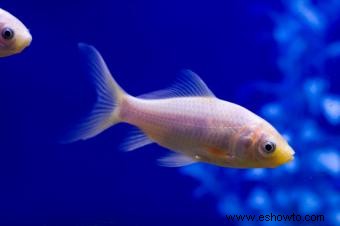 Colores comunes de peces dorados