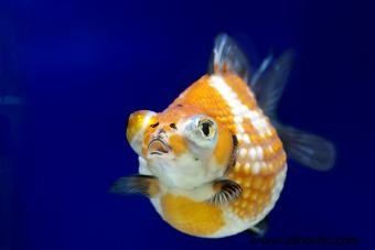 Tipos comunes de peces dorados para acuarios y estanques