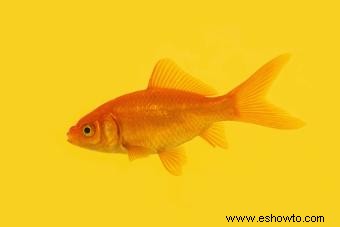 Tipos comunes de peces dorados para acuarios y estanques