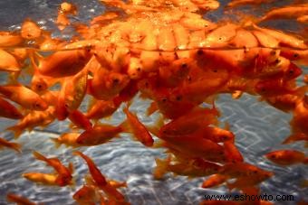 Tipos comunes de peces dorados para acuarios y estanques